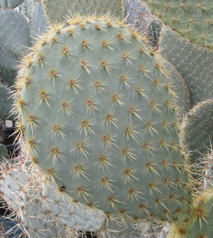 Pépinière Palmaris Opuntia scheerii longispina