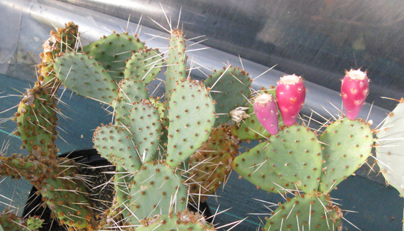 Pépinière Palmaris opuntia sp "Peypin" 