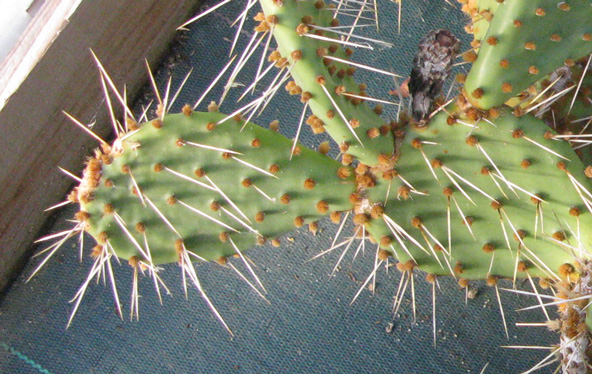 Pépinière Palmaris opuntia sp "Peypin"