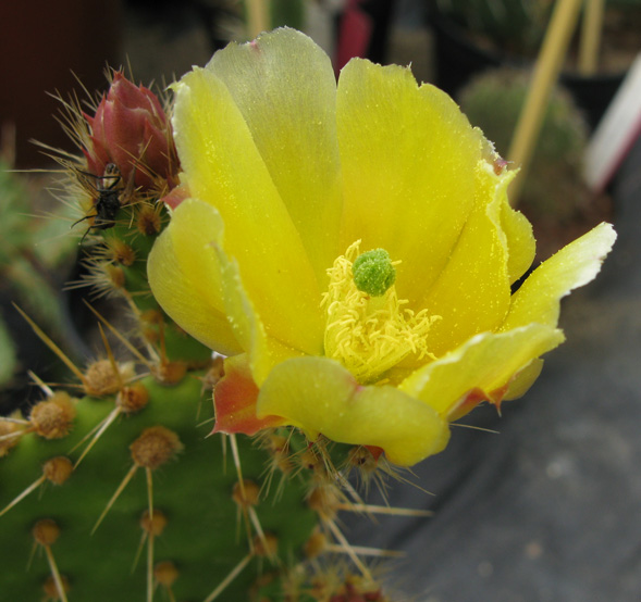 Pépinière Palmaris Opuntia sp Thuir