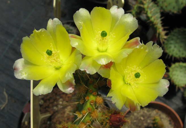 Pépinière Palmaris Opuntia sp Thuir