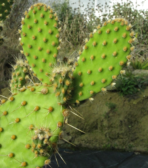 Pépinière Palmaris Opuntia sp Thuir