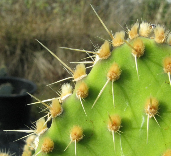 Pépinière Palmaris Opuntia sp Thuir