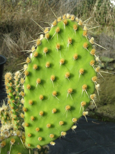 Pépinière Palmaris Opuntia sp Thuir