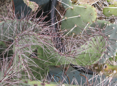 Pépinière Palmaris opuntia stenopetala microondas