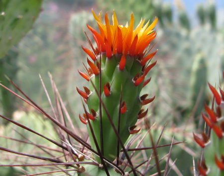 Pépinière Palmaris Opuntia stenopetala