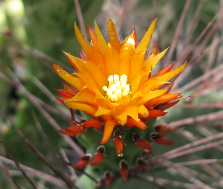 Pépinière Palmaris Opuntia stenopetala