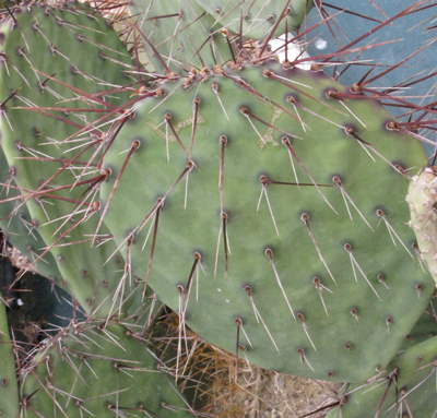 Pépinière Palmaris opuntia stenopetala 