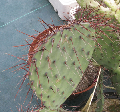 Pépinière Palmaris opuntia stenopetala 