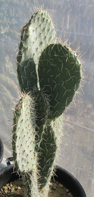 Pépinière Palmaris Opuntia streptacantha 