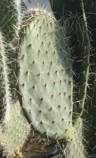 Pépinière Palmaris Opuntia streptacantha 