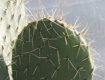 Pépinière Palmaris Opuntia streptacantha 