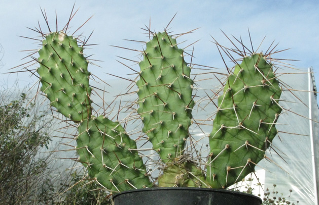 Pépinière Palmaris Opuntia sulphurea