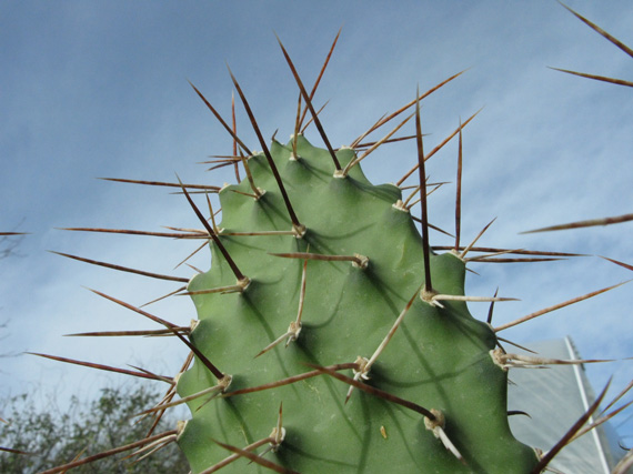 Pépinière Palmaris Opuntia sulphurea