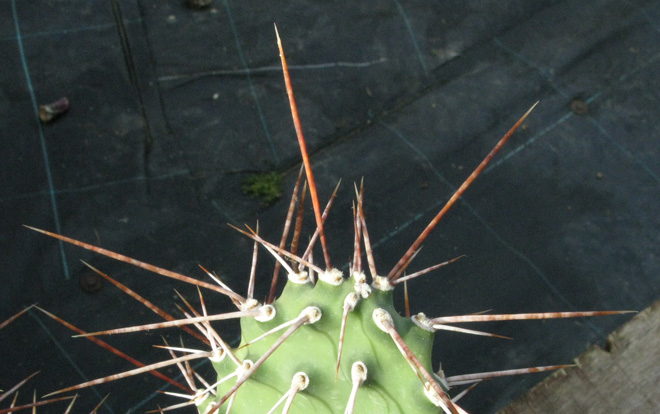 Pépinière Palmaris Opuntia sulphurea