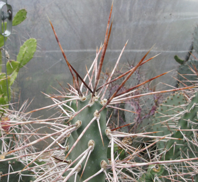 Pépinière Palmaris Opuntia sulphurea