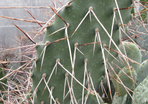 Pépinière Palmaris Opuntia sulphurea