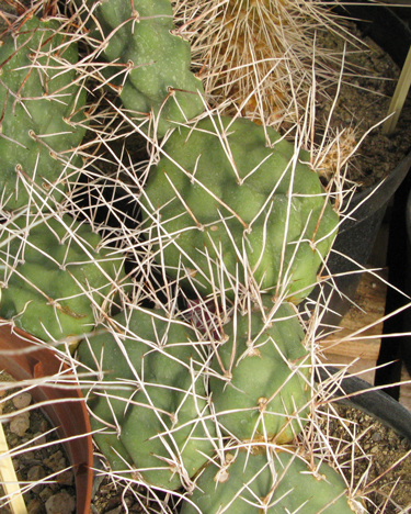 Pépinière palmaris Opuntia sulphurea globosa