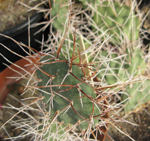 Pépinière palmaris Opuntia sulphurea globosa