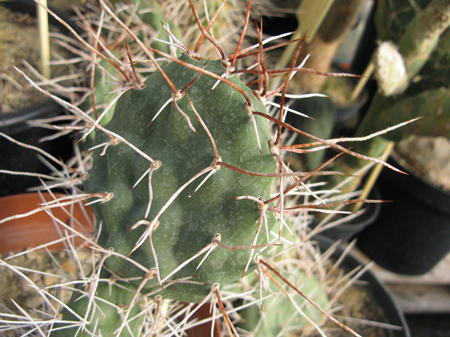 Pépinière palmaris Opuntia sulphurea globosa