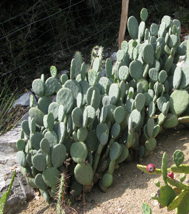 Pépinière Palmaris Opuntia tapona