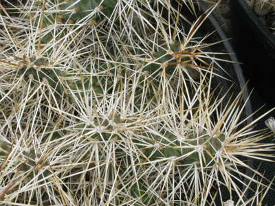 Pépinière Palmaris Opuntia taylorii