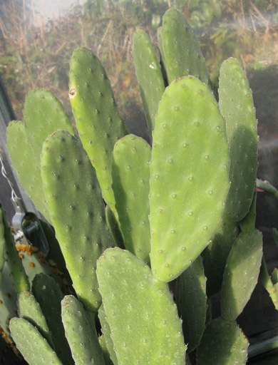 Pépinière Palmaris Opuntia tomentosa 