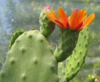 Pépinière Palmaris Opuntia tomentosa