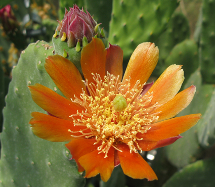 Pépinière Palmaris Opuntia tomentosa