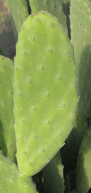 Pépinière Palmaris Opuntia tomentosa 