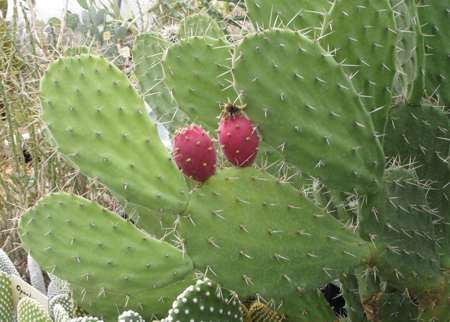 Pépinière Palmaris Opuntia tomentosa tomentella