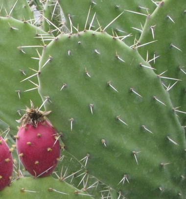 Pépinière Palmaris Opuntia tomentosa tomentella