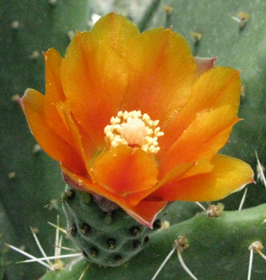 Pépinière Palmaris Opuntia tomentosa tomentella