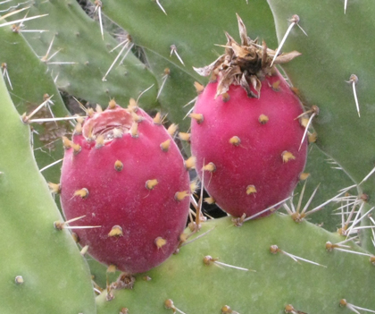 Pépinière Palmaris Opuntia tomentosa tomentella