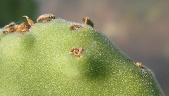 Pépinière Palmaris Opuntia tomentosa 