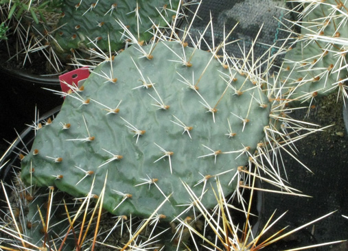 Pépinière Palmaris Opuntia X tortispina