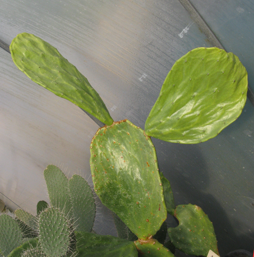 Pépinière Palmaris Opuntia undulata