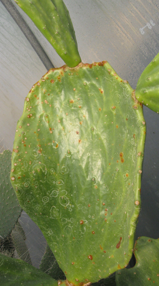 Pépinière Palmaris Opuntia undulata