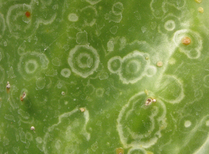 Pépinière Palmaris Opuntia undulata