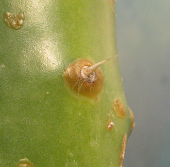 Pépinière Palmaris Opuntia undulata