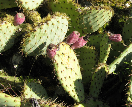 Pépinière Palmaris Opuntia X vaseyi