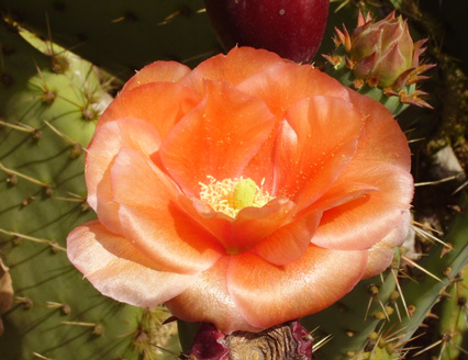 Pépinière Palmaris Opuntia X vaseyi