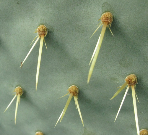 Pépinière Palmaris Opuntia X vaseyi