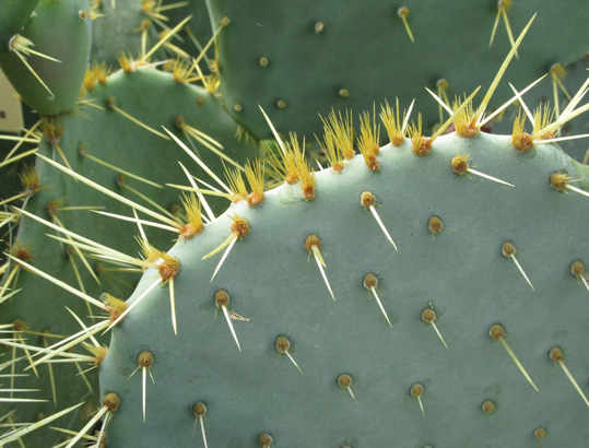 Pépinière Palmaris Opuntia X vaseyi