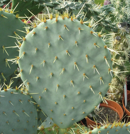 Pépinière Palmaris Opuntia X vaseyi