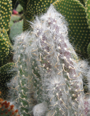 Pépinière Palmaris Austrocylindropuntia vestita 