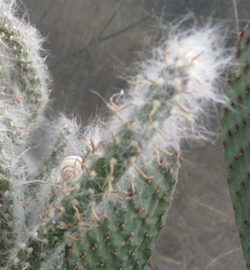 Pépinière Palmaris Austrocylindropuntia vestita 