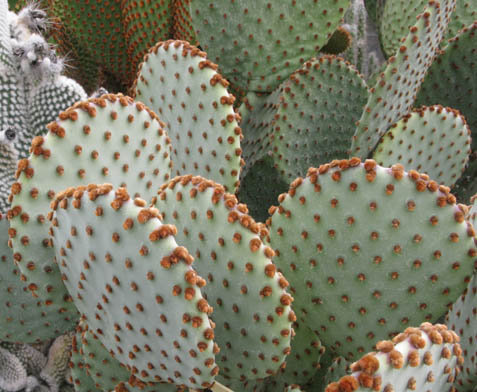 Pépinière Palmaris Opuntia violacea