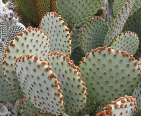 Pépinière Palmaris Opuntia violacea