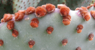 Pépinière Palmaris Opuntia violacea